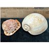Image 1 : Qty 2 Sea Shells: Bull Mouth Helmet & Large Melo Shell, Misc Sizes