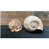 Image 2 : Qty 2 Sea Shells: Bull Mouth Helmet & Large Melo Shell, Misc Sizes