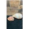 Image 3 : Qty 2 Sea Shells: Bull Mouth Helmet & Large Melo Shell, Misc Sizes