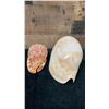 Image 4 : Qty 2 Sea Shells: Bull Mouth Helmet & Large Melo Shell, Misc Sizes