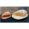 Image 5 : Qty 2 Sea Shells: Bull Mouth Helmet & Large Melo Shell, Misc Sizes