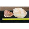 Image 6 : Qty 2 Sea Shells: Bull Mouth Helmet & Large Melo Shell, Misc Sizes