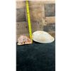 Image 7 : Qty 2 Sea Shells: Bull Mouth Helmet & Large Melo Shell, Misc Sizes