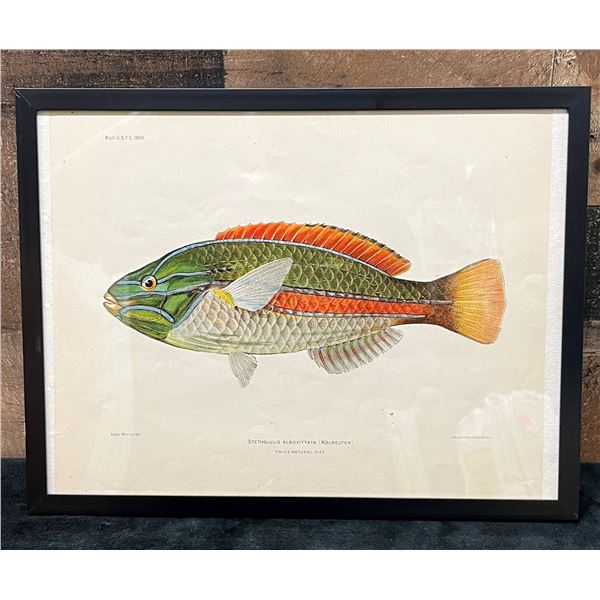 Fishes of Hawaii Chromolithograph 1905 Ohua Blue-Line Wrasse, 12" x 9.5" Framed