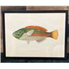 Image 1 : Fishes of Hawaii Chromolithograph 1905 Ohua Blue-Line Wrasse, 12" x 9.5" Framed