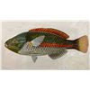 Image 2 : Fishes of Hawaii Chromolithograph 1905 Ohua Blue-Line Wrasse, 12" x 9.5" Framed