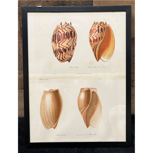 Sea Shells 1834/80 Hand Colored Engraving 12" x 9.5",  Framed