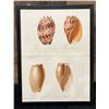 Image 1 : Sea Shells 1834/80 Hand Colored Engraving 12" x 9.5",  Framed