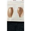 Image 2 : Sea Shells 1834/80 Hand Colored Engraving 12" x 9.5",  Framed