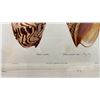 Image 3 : Sea Shells 1834/80 Hand Colored Engraving 12" x 9.5",  Framed