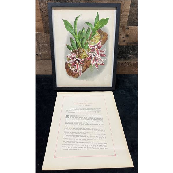 Orchid Chromolithograph 1885-87 Paphinia Lindeniana w/ Info 15" x 12", Framed