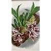 Image 2 : Orchid Chromolithograph 1885-87 Paphinia Lindeniana w/ Info 15" x 12", Framed