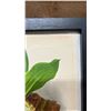 Image 5 : Orchid Chromolithograph 1885-87 Paphinia Lindeniana w/ Info 15" x 12", Framed