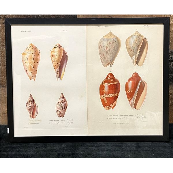 Sea Shells 1834/80 Hand Colored Engraving 12" x 9.5",  Framed