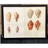 Image 1 : Sea Shells 1834/80 Hand Colored Engraving 12" x 9.5",  Framed