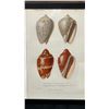 Image 2 : Sea Shells 1834/80 Hand Colored Engraving 12" x 9.5",  Framed