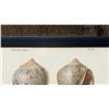 Image 4 : Sea Shells 1834/80 Hand Colored Engraving 12" x 9.5",  Framed
