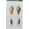 Image 5 : Sea Shells 1834/80 Hand Colored Engraving 12" x 9.5",  Framed