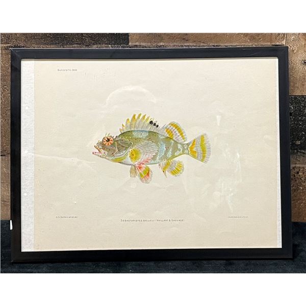 Fish Chromolithograph 1905 Sebastapistes Ballieui, 12" x 9.5"  Framed