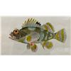 Image 2 : Fish Chromolithograph 1905 Sebastapistes Ballieui, 12" x 9.5"  Framed