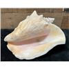 Image 1 : Conch Sea Shell 9" x 7" x 5.5"H