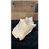 Image 2 : Conch Sea Shell 9" x 7" x 5.5"H