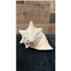 Image 3 : Conch Sea Shell 9" x 7" x 5.5"H