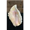 Image 4 : Conch Sea Shell 9" x 7" x 5.5"H