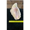 Image 5 : Conch Sea Shell 9" x 7" x 5.5"H