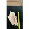 Image 6 : Conch Sea Shell 9" x 7" x 5.5"H