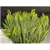 Image 7 : 12-Pack of 18" Norfolk Pine Branches/Artificial Pine Stems for DIY Faux Greenery Plant Decor - New