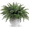 Image 1 : 12-Pack of 18" Norfolk Pine Branches/Artificial Pine Stems for DIY Faux Greenery Plant Decor - New