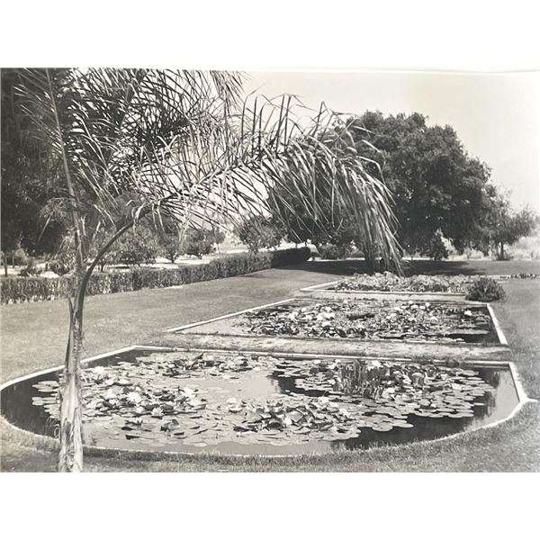 Lily pad pond vintage photo