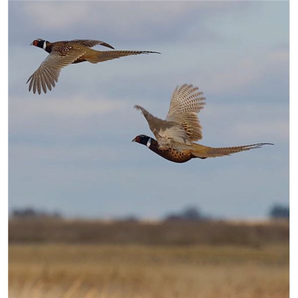 WERN VALLEY PHEASANT HUNT
