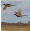 Image 1 : WERN VALLEY PHEASANT HUNT