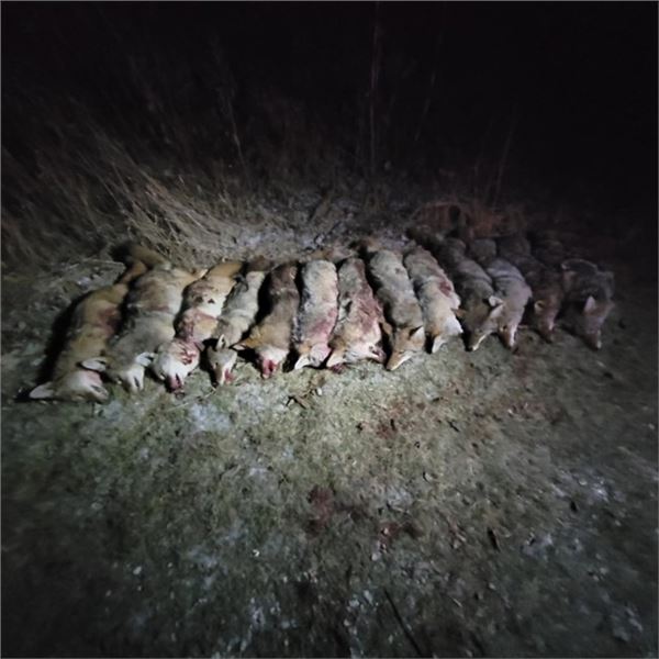 THERMAL COYOTE HUNT FOR 4 HUNTERS!