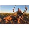 Image 2 : ARGENTINA RED STAG FOR 1 HUNTER- $8,000