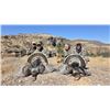Image 1 : MEXICO GOULDS TURKEY HUNT FOR 1 HUNTERS- $3,200