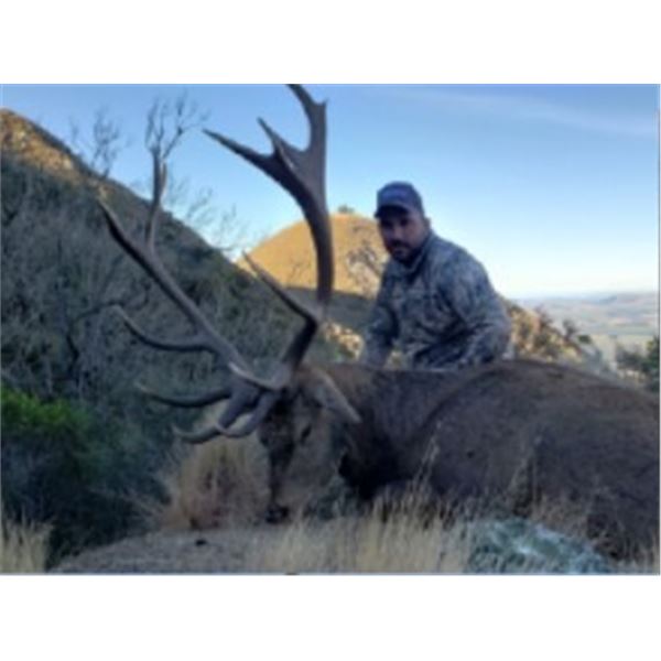 NEW ZEALAND HUNT