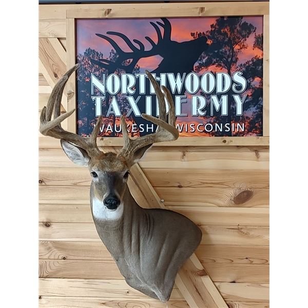 TAXIDERMY WALL PEDESTAL MOUNT DONATED BY KYLE SCHMIDT NORTHWOODS TAXIDERMY.