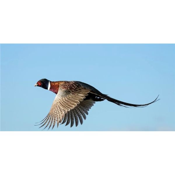 20 BIRD PHEASANT/QUAIL HUNT AT THE HIGHLAND HUNT CLUB