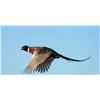 Image 1 : 20 BIRD PHEASANT/QUAIL HUNT AT THE HIGHLAND HUNT CLUB