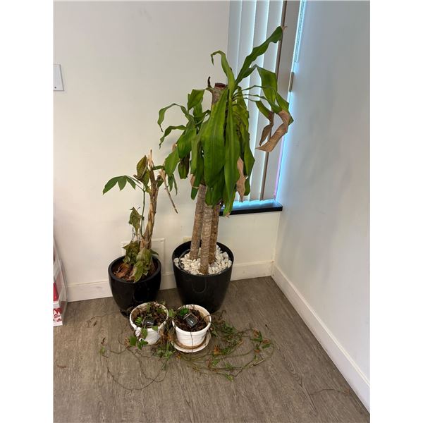 Group of Assorted Plants