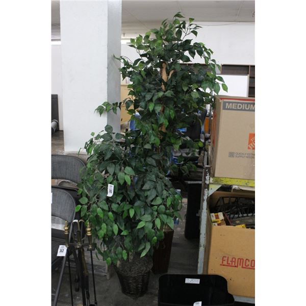 Silk Ficus Trees - 2
