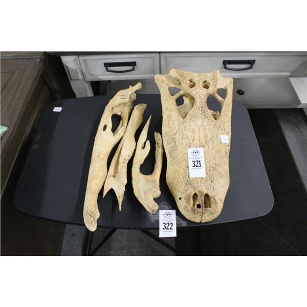 Alligator Skull