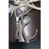 Image 1 : Deer Horns - Medium