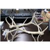Image 1 : Deer Horns - Large