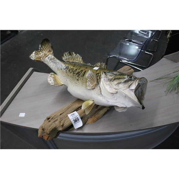 Large Mouth Bass Mounted on Driftwood