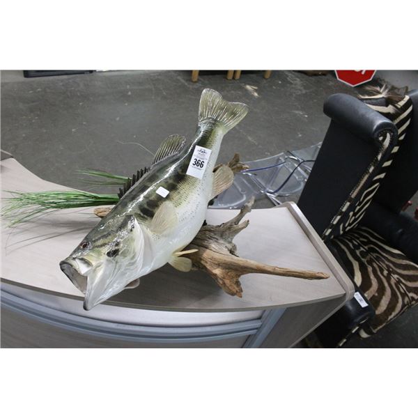 Large Mouth Bass Mounted on Driftwood