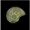 4.2ct Opalized Prehistoric Ammonite Jewelry Cut Half (GEM-20499)